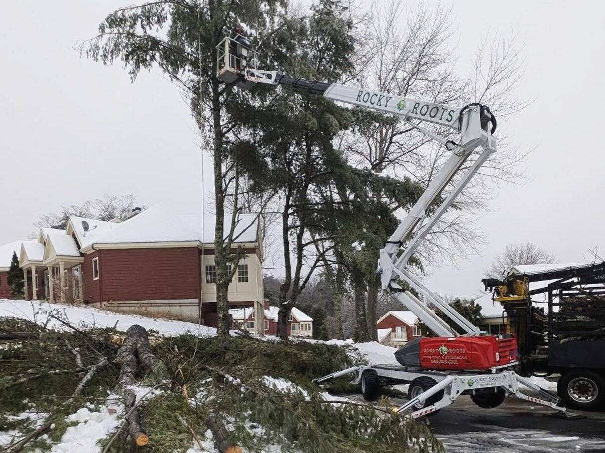 tree service Tree service